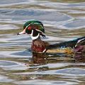 Wood Duck Floating (11X14 Matt) (6X9 Print) JAH-210